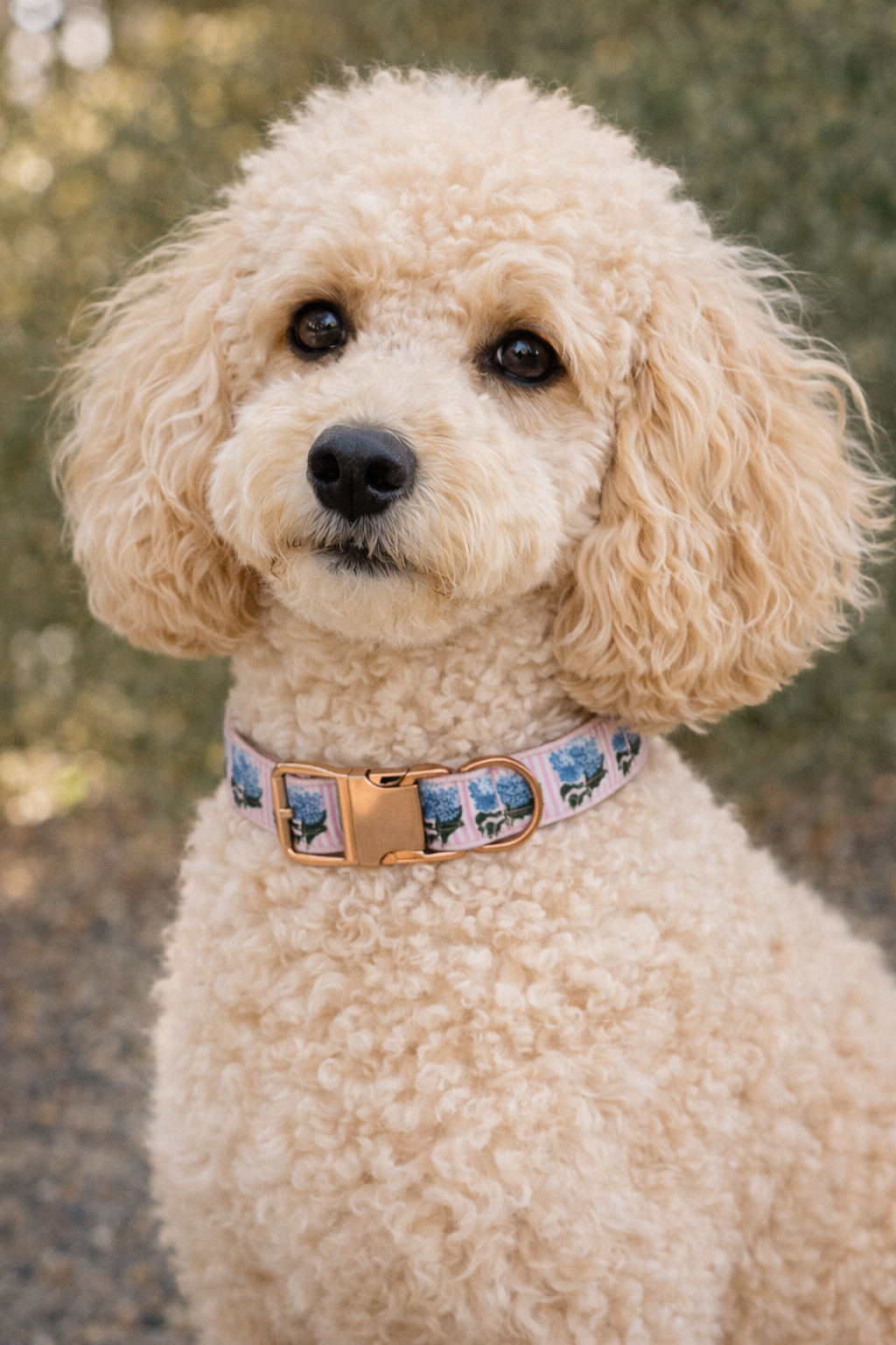 Pet Collar Large