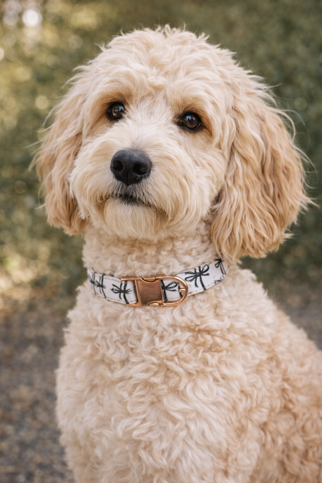 Pet Collar Large
