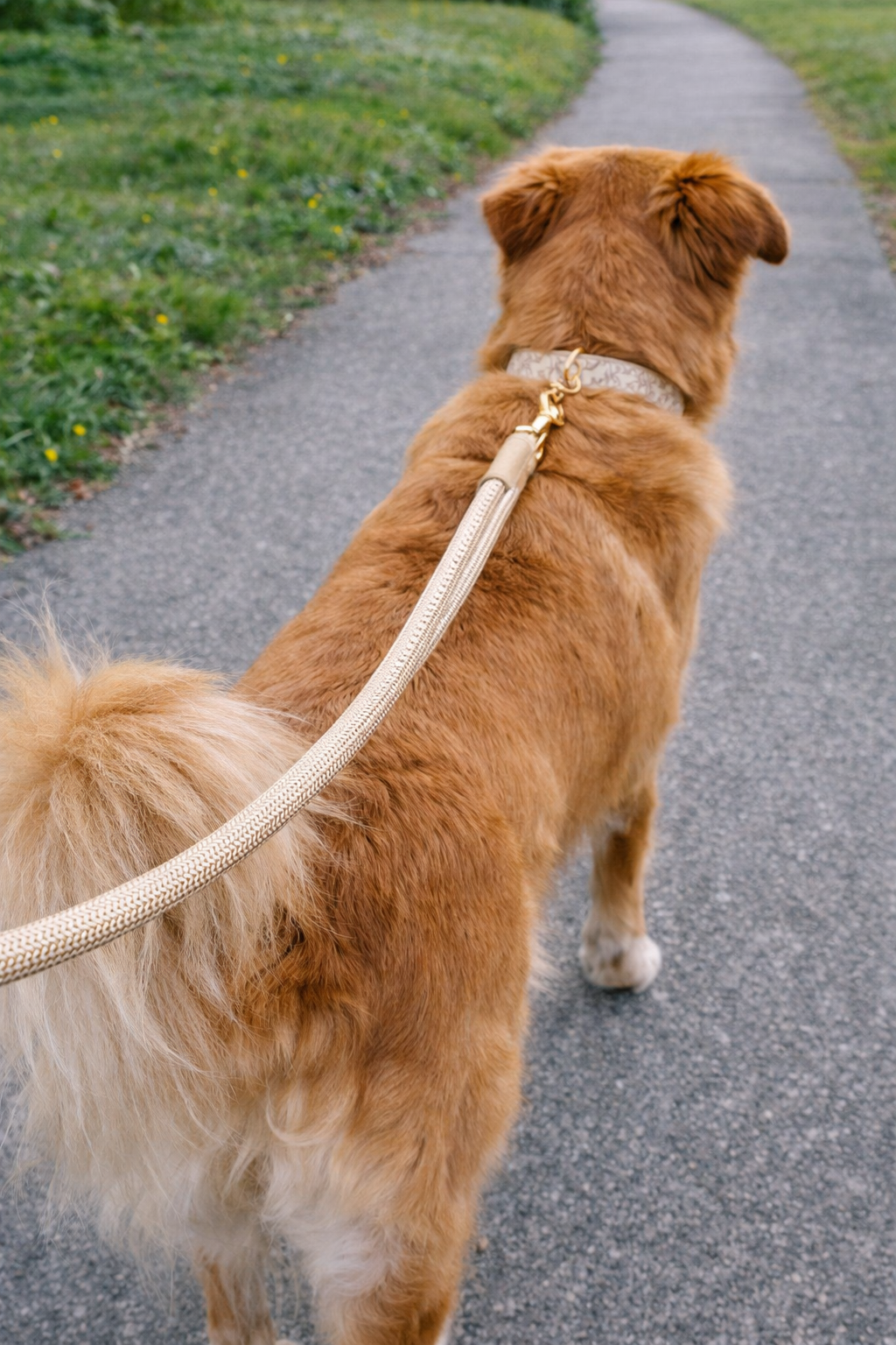 Pet Leash